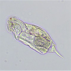 Cephalodella gracilis