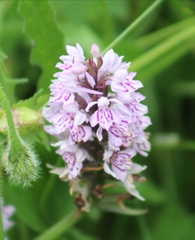 Dactylorhiza fuchsii
