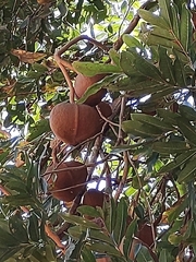 Magonia pubescens