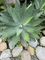 Agave desmettiana