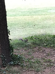 Sciurus carolinensis