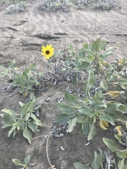 Helianthus niveus