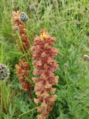 Orobanche elatior
