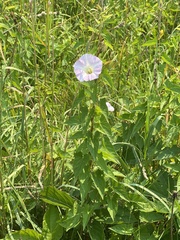 Calystegia sepium sepium