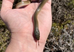 Lycodonomorphus inornatus