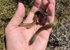 Lycodonomorphus inornatus