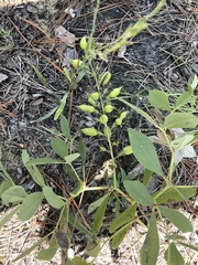 Baptisia cinerea