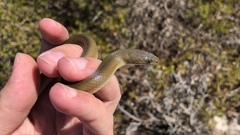 Lycodonomorphus inornatus