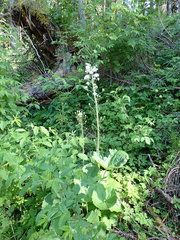 Petasites albus