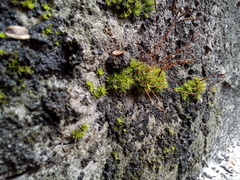 Tortula muralis muralis