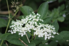 Sambucus nigra