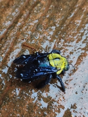 Xylocopa ruficornis