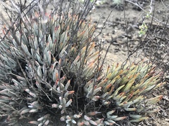 Dudleya attenuata