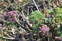 Lomatium columbianum