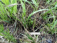 Equisetum palustre