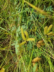 Mimosa hystricina