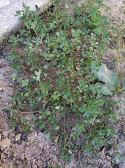 Portulaca oleracea