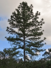 Pinus caribaea