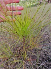 Pinus caribaea