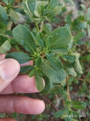 Portulaca oleracea