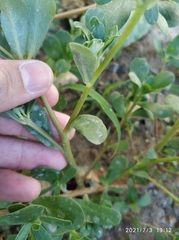 Portulaca oleracea