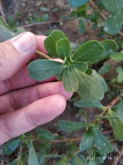 Portulaca oleracea