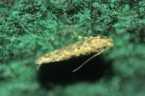 beet moth