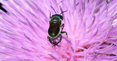 Osmia texana