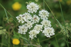 Heracleum sphondylium