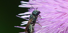 Osmia texana