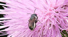 Osmia texana