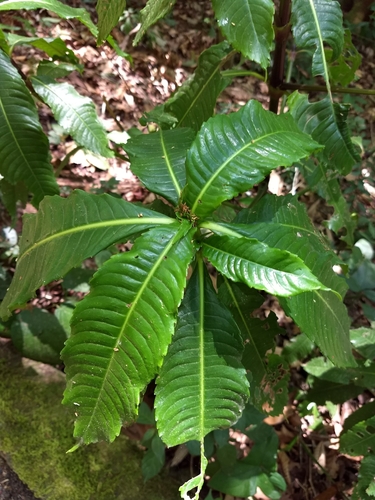Hedyosmum mexicanum (Hedyosmum mexicanum)