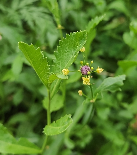 Rorippa austriaca iNat (1)