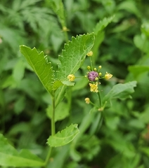 False Flax (Camelina)
