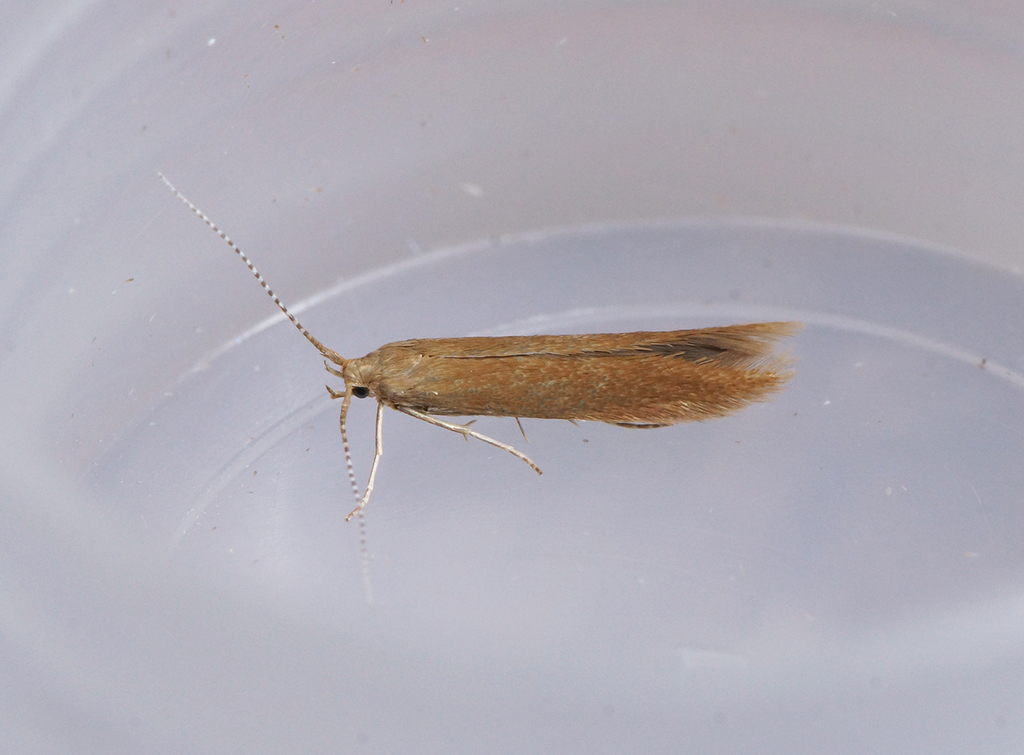 Grey Alder Case-bearer