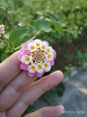 Lantana