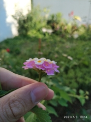 Lantana