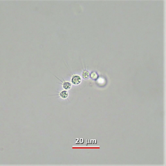 Desmarella moniliformis