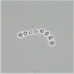 Desmarella moniliformis