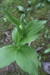 Cypripedium reginae