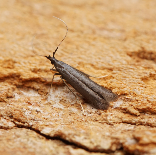 White-legged Case-bearer