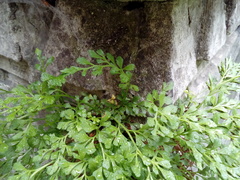 Asplenium ruta-muraria ruta-muraria