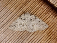 Sabulodes packardata