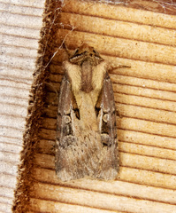 Agrotis vancouverensis