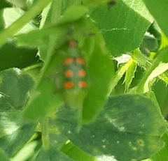 Diabrotica speciosa