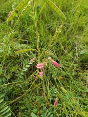 Tephrosia onobrychoides