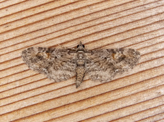 Eupithecia graefii