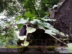 Hedera helix