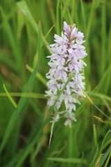 Dactylorhiza fuchsii