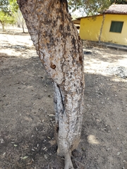Magonia pubescens